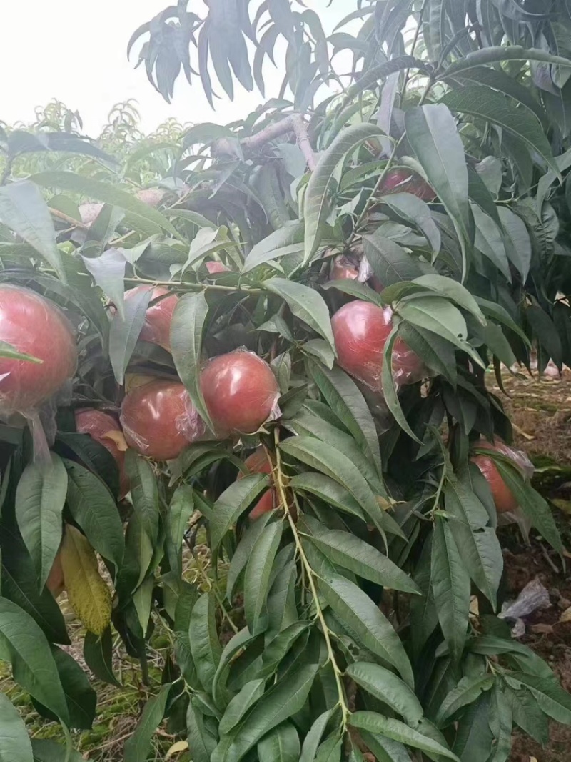 膜袋阿富白桃陕西桃子一手货源保质保量对接全国