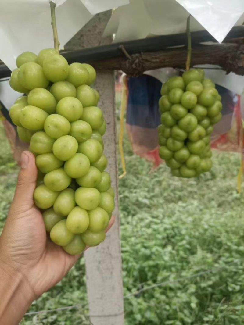 阳光玫瑰大量供应，基地直发，一手货源，价格优惠