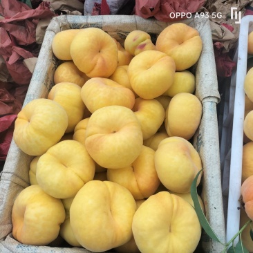 精品蟠桃黄金毛蟠十一大量现货保质保量对接商超市场等