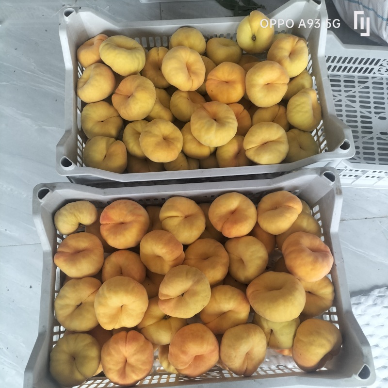精品蟠桃黄金毛蟠十一大量现货保质保量对接商超市场等