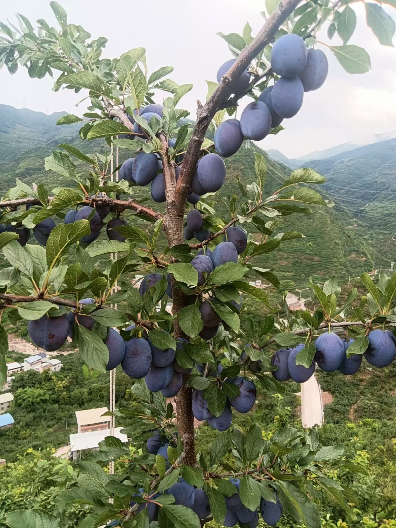 西梅皇后，蓝蜜西梅，高山套袋蓝西梅，口感好，硬度高