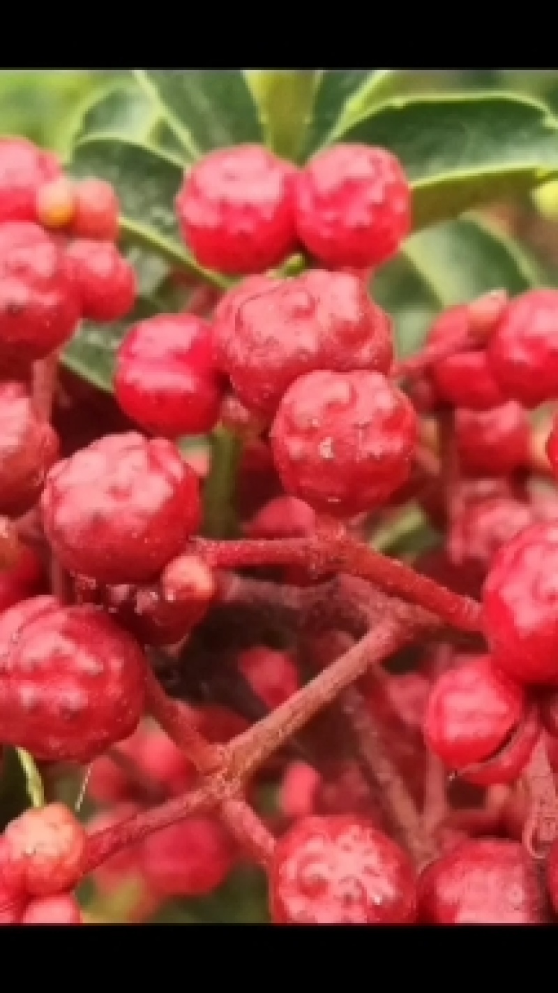 新鲜小红花椒