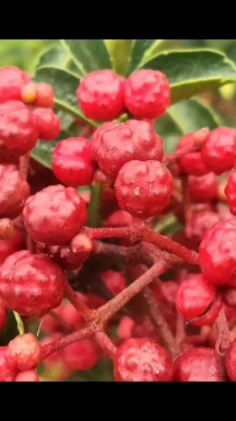 新鲜小红花椒