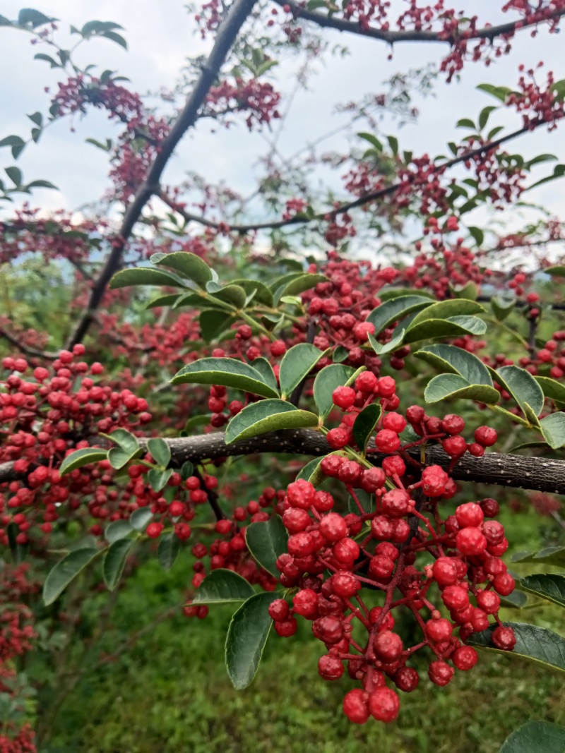 新鲜小红花椒