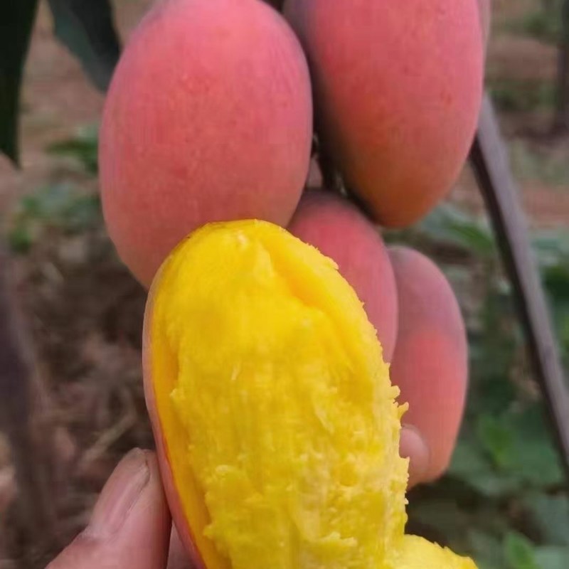 贵妃芒果新鲜水果现摘现发货非金煌芒孕妇水果批发包邮