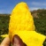 贵妃芒果新鲜水果现摘现发货非金煌芒孕妇水果批发包邮