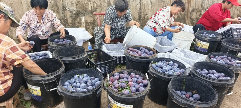 黑宝石黑布林李子原产地现采产地源头全国代收