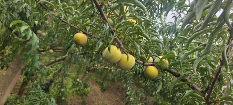 李子颜色好，果味口感好