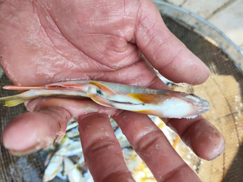 小嘴马口桃花鱼