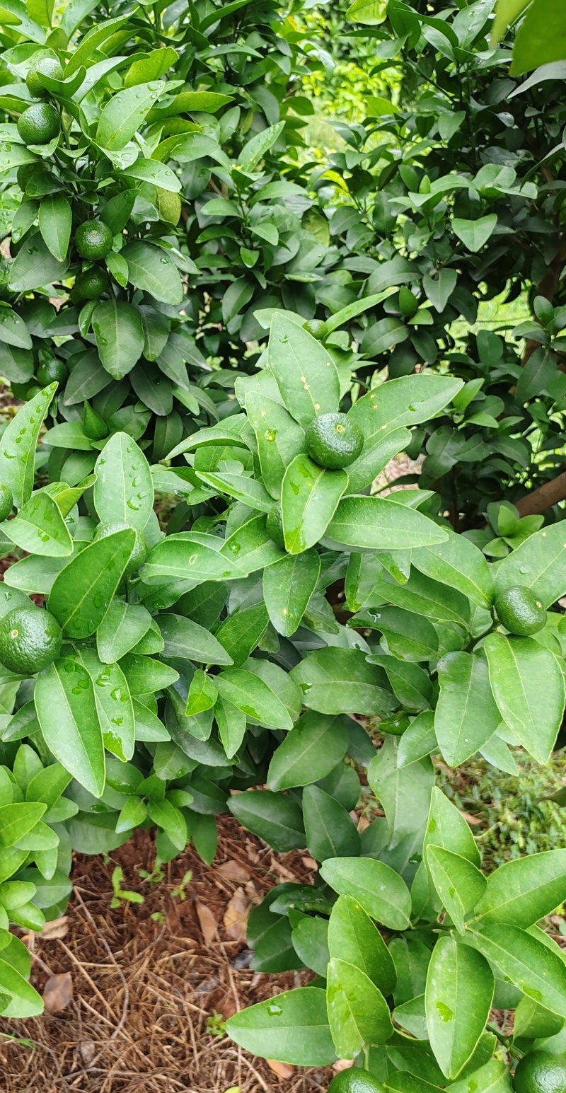 金秋砂糖橘(产地直发)山地种植皮红果甜诚信经营