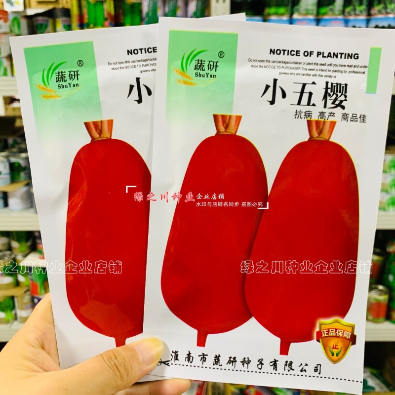 小五樱萝卜种子早熟品种高产抗病红皮萝卜种子优质良种
