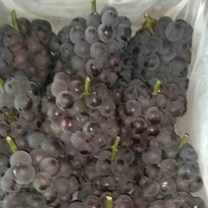无核巨峰，无核葡萄，紧串葡萄，纯甜葡萄，硬枝葡萄