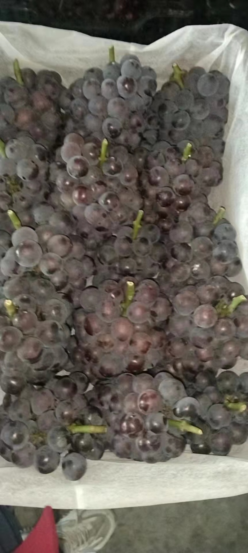 无核巨峰，无核葡萄，紧串葡萄，纯甜葡萄，硬枝葡萄
