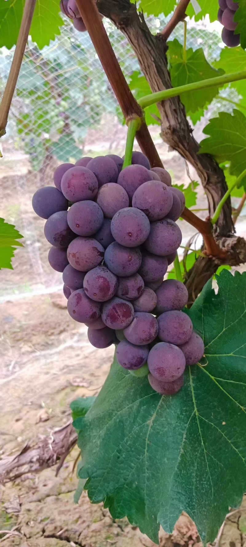 无核巨峰，无核葡萄，紧串葡萄，纯甜葡萄，硬枝葡萄