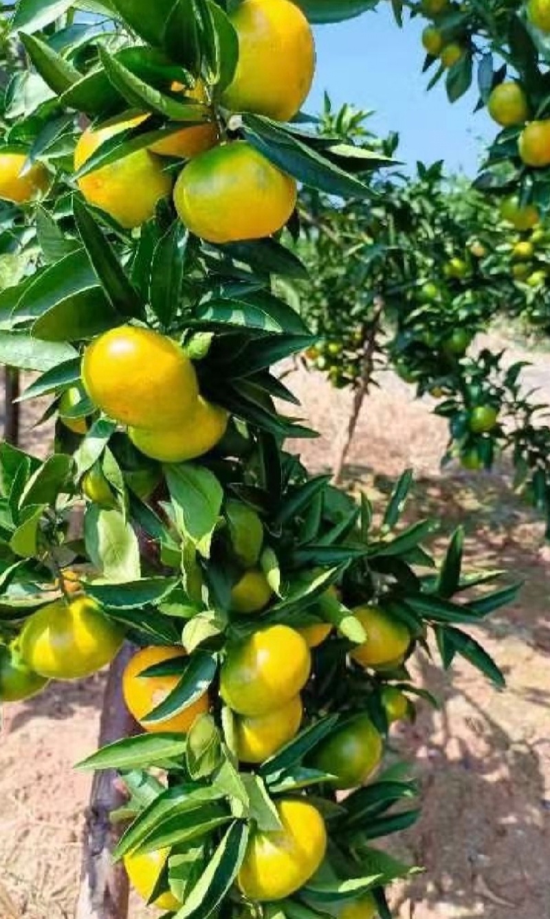 精品云南蜜橘高山早熟蜜橘特早蜜橘一手货源诚信经营