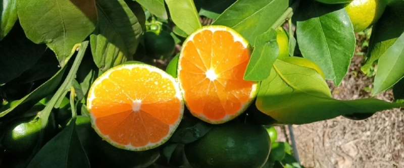 精品云南蜜橘高山早熟蜜橘特早蜜橘一手货源诚信经营