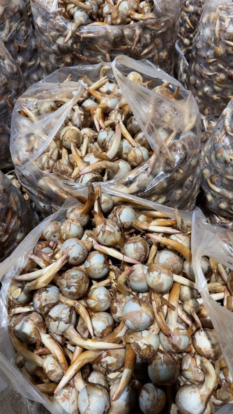 云南新鲜现挖茨菇白心慈姑自种万亩货源稳定全球发货