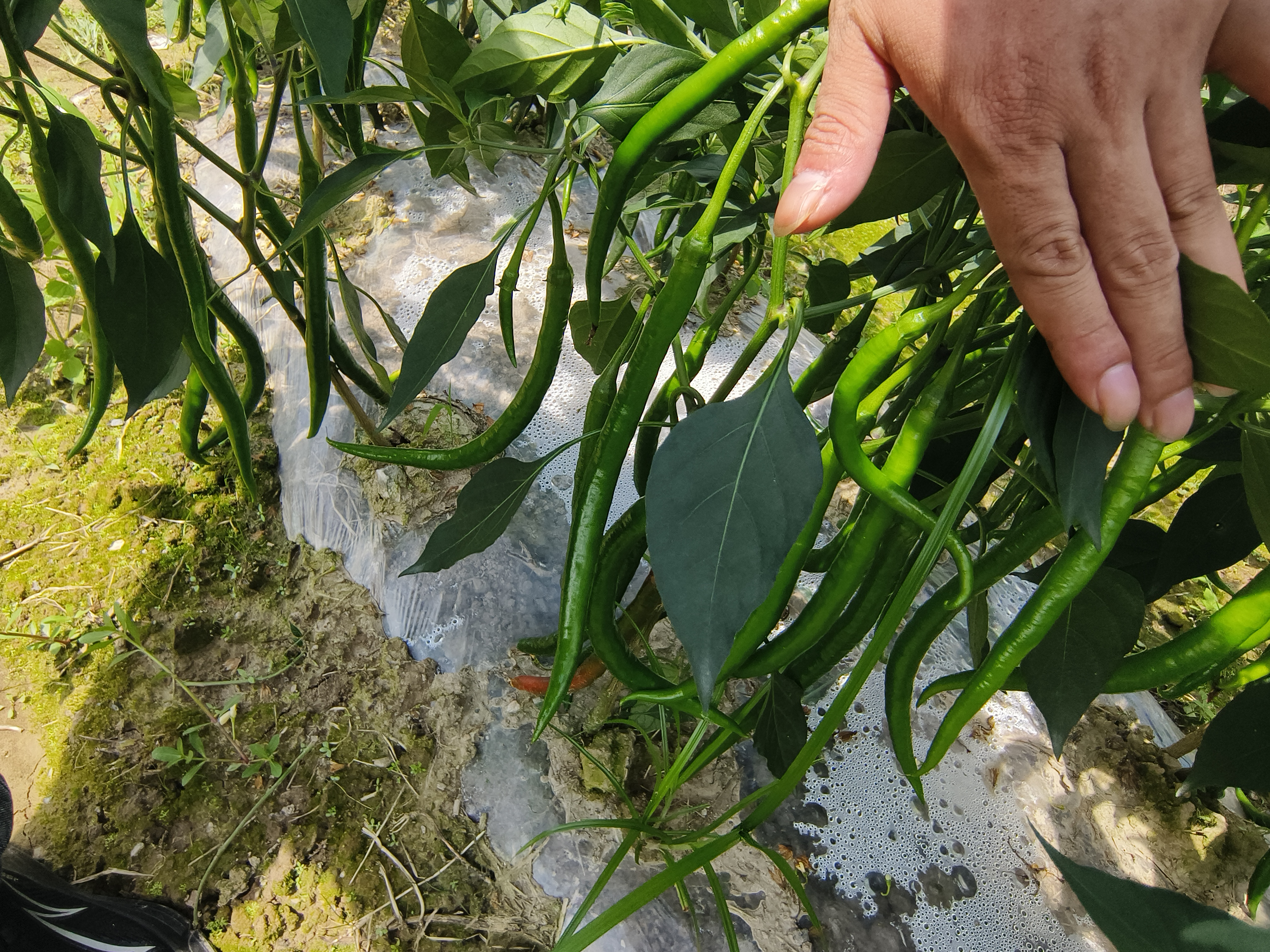 绿皮线椒特写