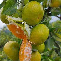 高山蜜橘，产地直销，一手货源，提供打腊，分级包装，诚与信