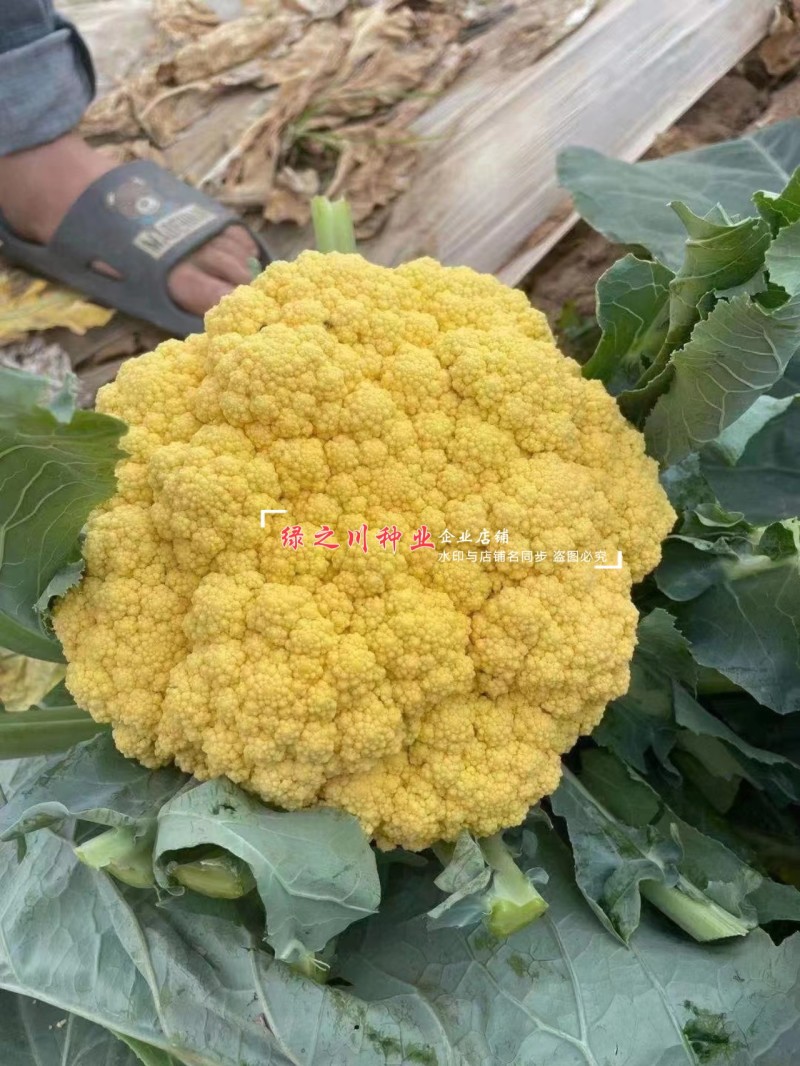 尚品橙100天花菜种子橙色西兰花种子一代杂交橙黄西蓝花种