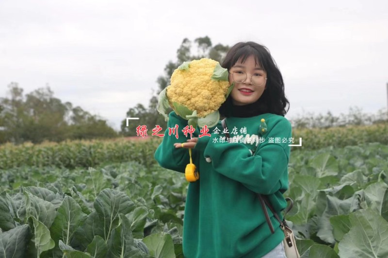 尚品橙100天花菜种子橙色西兰花种子一代杂交橙黄西蓝花种