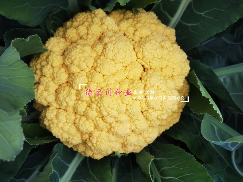 尚品橙100天花菜种子橙色西兰花种子一代杂交橙黄西蓝花种