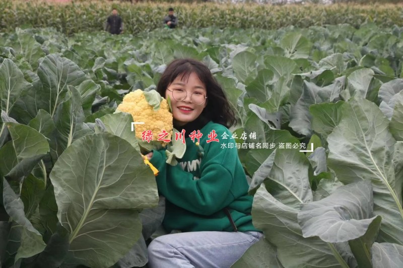 尚品橙100天花菜种子橙色西兰花种子一代杂交橙黄西蓝花种