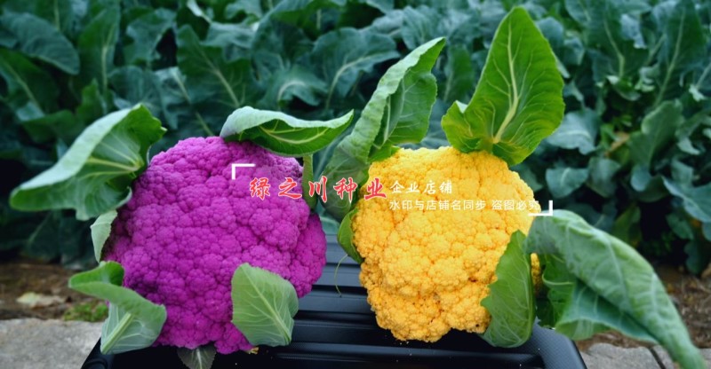 尚品橙100天花菜种子橙色西兰花种子一代杂交橙黄西蓝花种