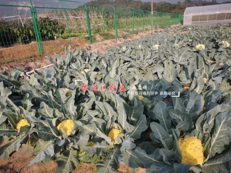 尚品橙100天花菜种子橙色西兰花种子一代杂交橙黄西蓝花种