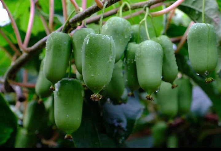 信息图表展示三种水果——普通猕猴桃、橙子、软枣猕猴桃的营养成分对比,包括维生素C、膳食纤维、热量、钾含量等数据柱状图,背景为清新自然色调,突出科学性和可视化表达 迷你猕猴桃营养成分对比图