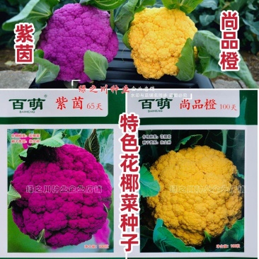 紫色花菜种子橙色花菜种籽脆嫩蔬菜彩色花椰菜黄色紫色西兰花