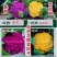 紫色花菜种子橙色花菜种籽脆嫩蔬菜彩色花椰菜黄色紫色西兰花