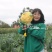 紫色花菜种子橙色花菜种籽脆嫩蔬菜彩色花椰菜黄色紫色西兰花