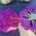 紫色花菜种子橙色花菜种籽脆嫩蔬菜彩色花椰菜黄色紫色西兰花