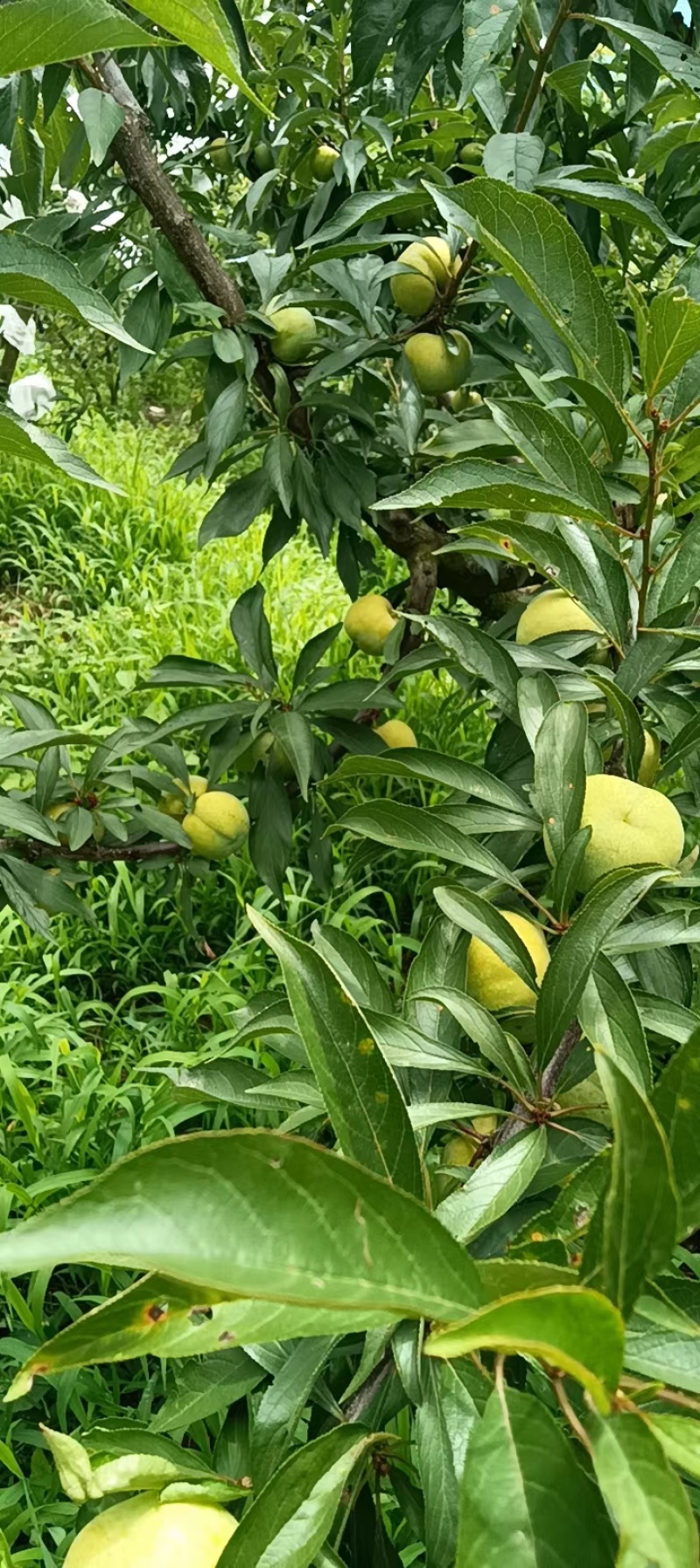 四川清脆李，产地直发，货源充足，质量保证欢迎致电合作