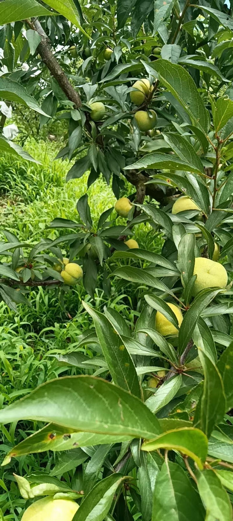 四川清脆李，产地直发，货源充足，质量保证欢迎致电合作