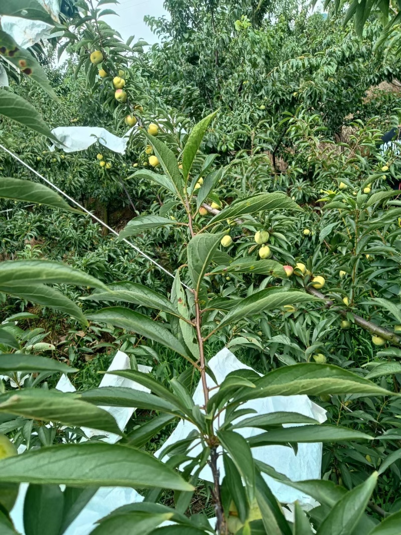 四川清脆李，产地直发，货源充足，质量保证欢迎致电合作