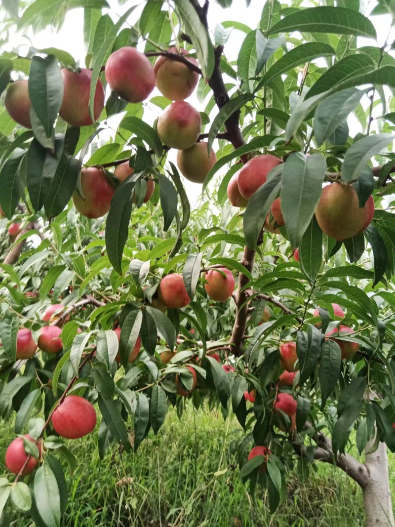 油桃，杠九，离核