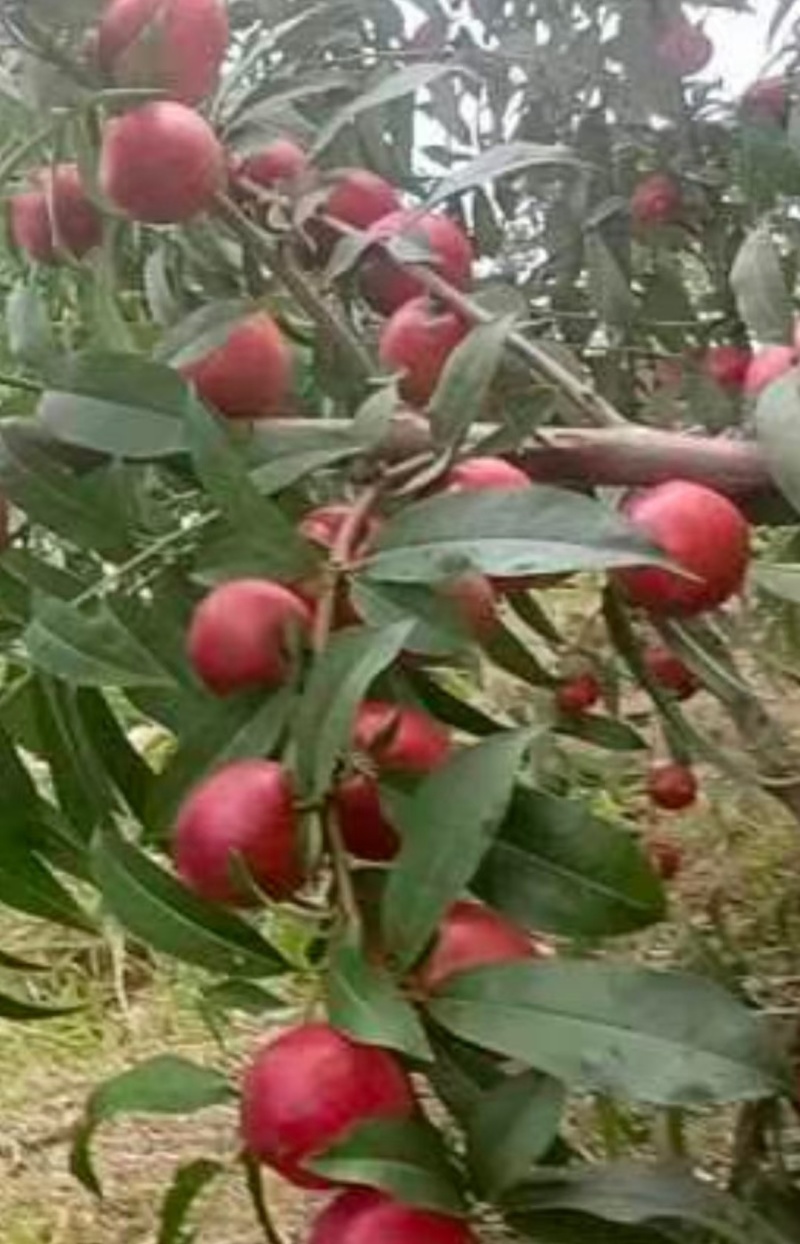 珍珠枣油桃大量上市，口感纯甜，果面靓丽