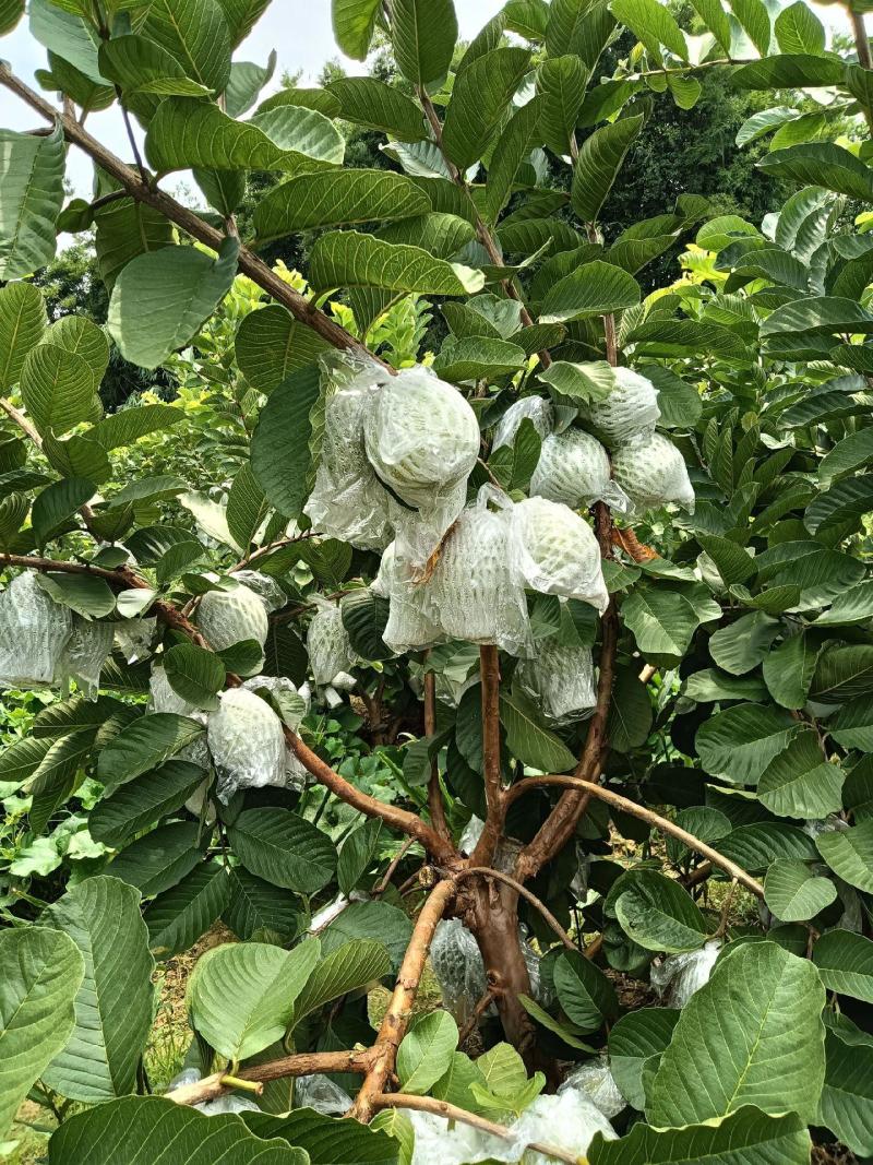 《实力商家推荐》产地自销，白心红心芭乐，大量供应欢迎合作