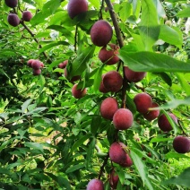 山东红宝石李子沂蒙山李子大量现货，大量上市，大量接单