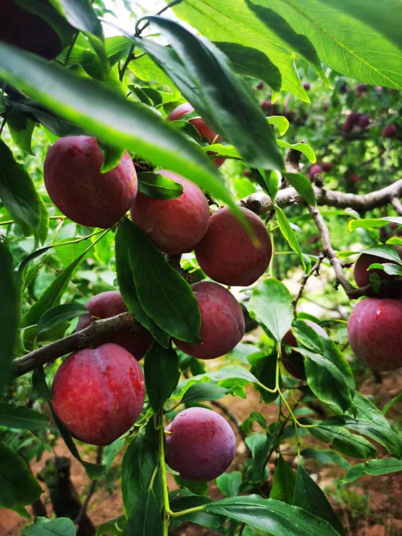 山东红宝石李子沂蒙山李子大量现货，大量上市，大量接单