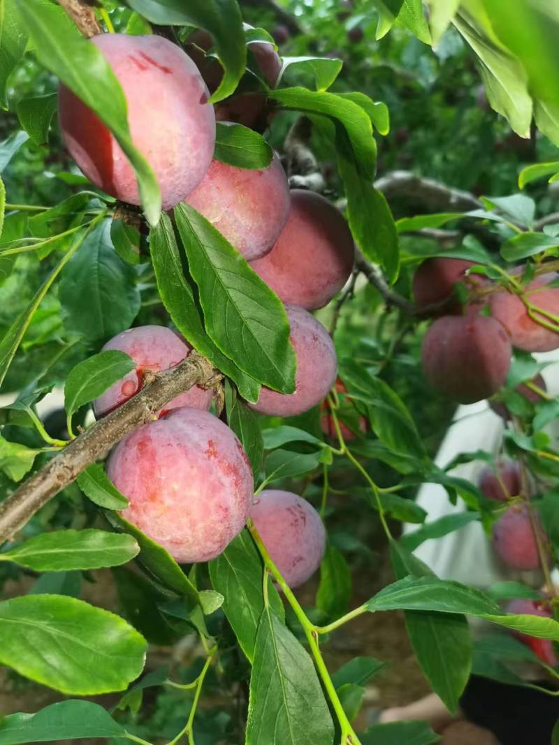 山东红宝石李子沂蒙山李子大量现货，大量上市，大量接单
