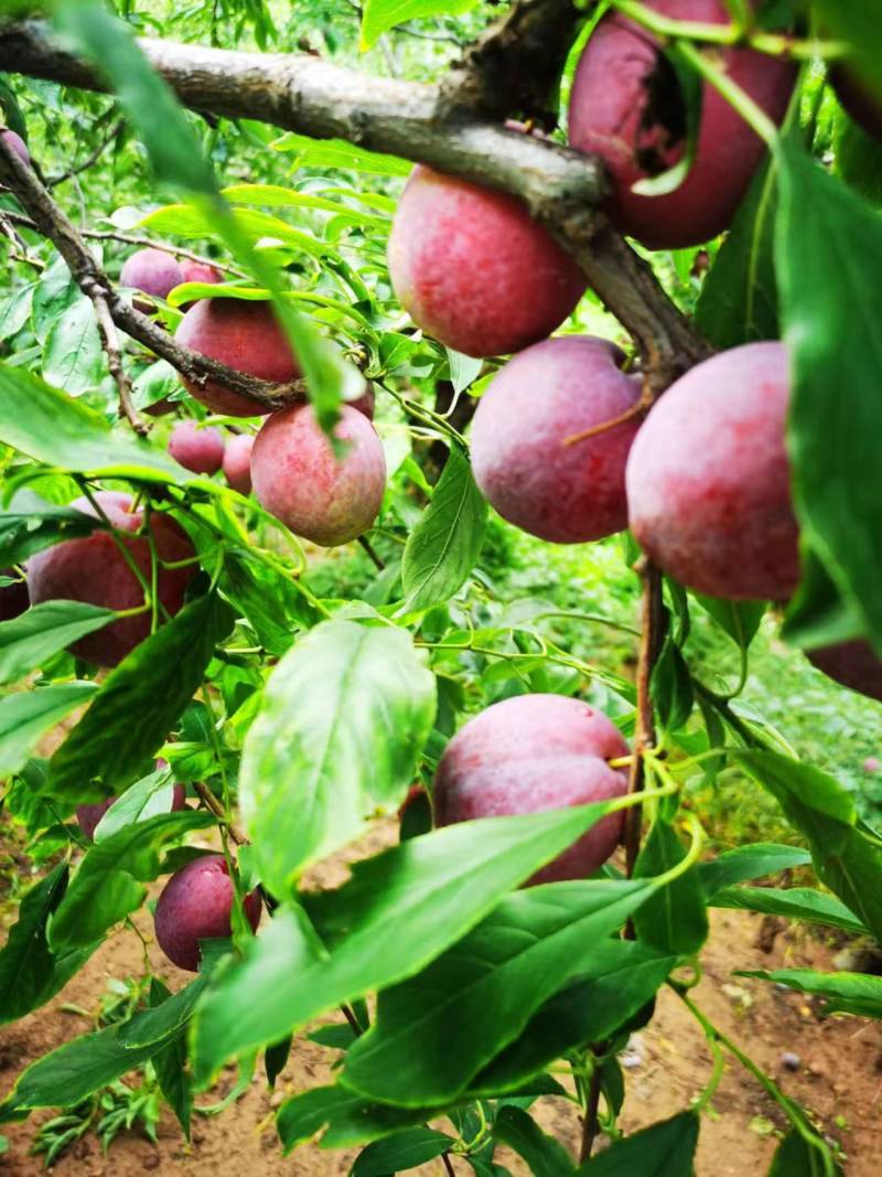 山东红宝石李子沂蒙山李子大量现货，大量上市，大量接单