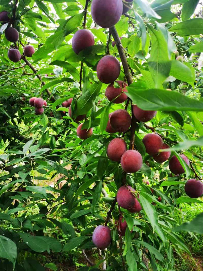 山东红宝石李子沂蒙山李子大量现货，大量上市，大量接单