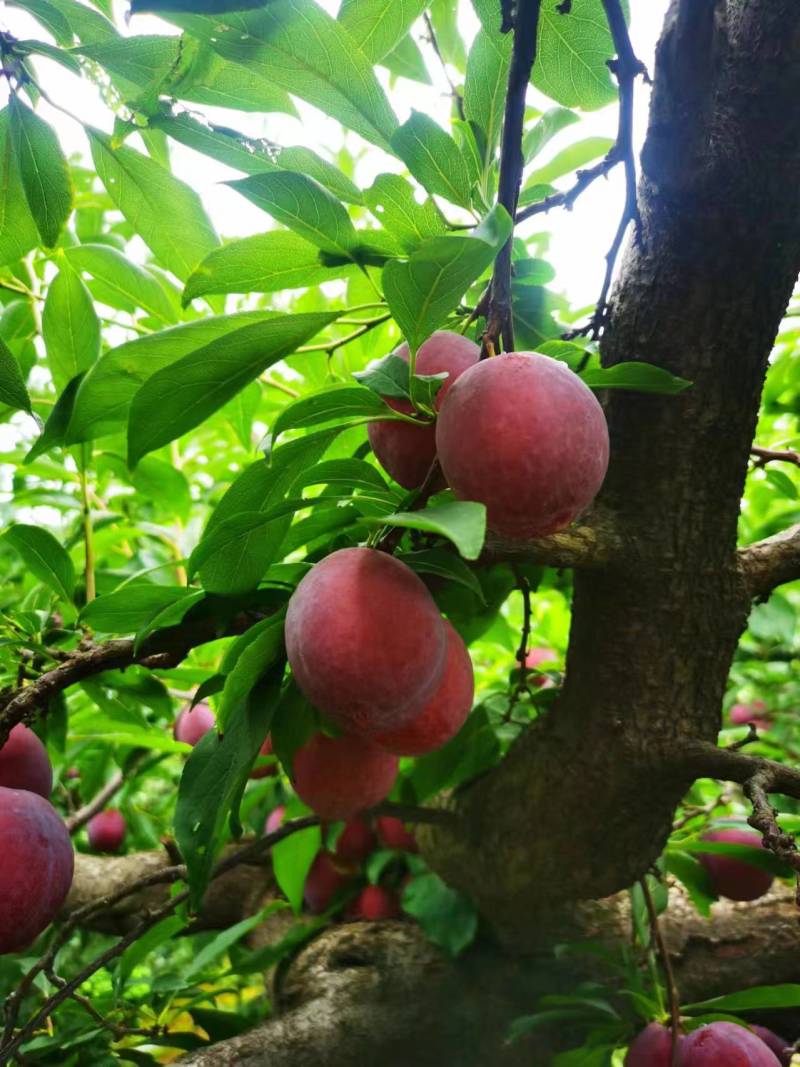 山东红宝石李子沂蒙山李子大量现货，大量上市，大量接单