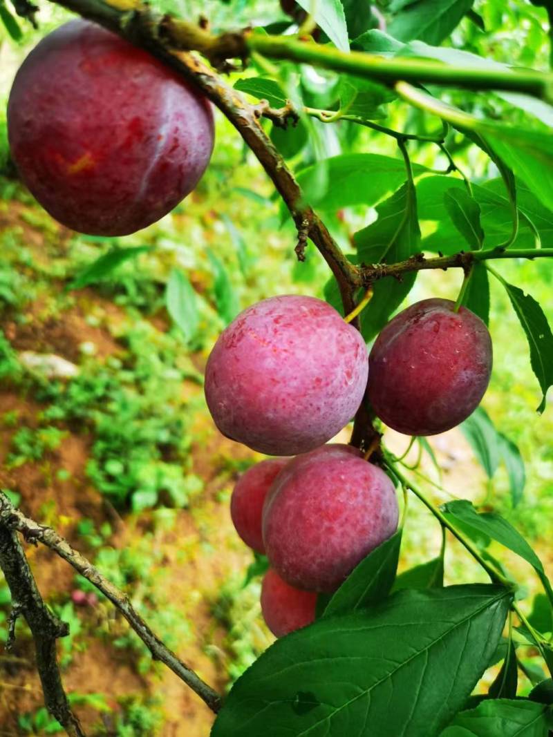 山东红宝石李子沂蒙山李子大量现货，大量上市，大量接单