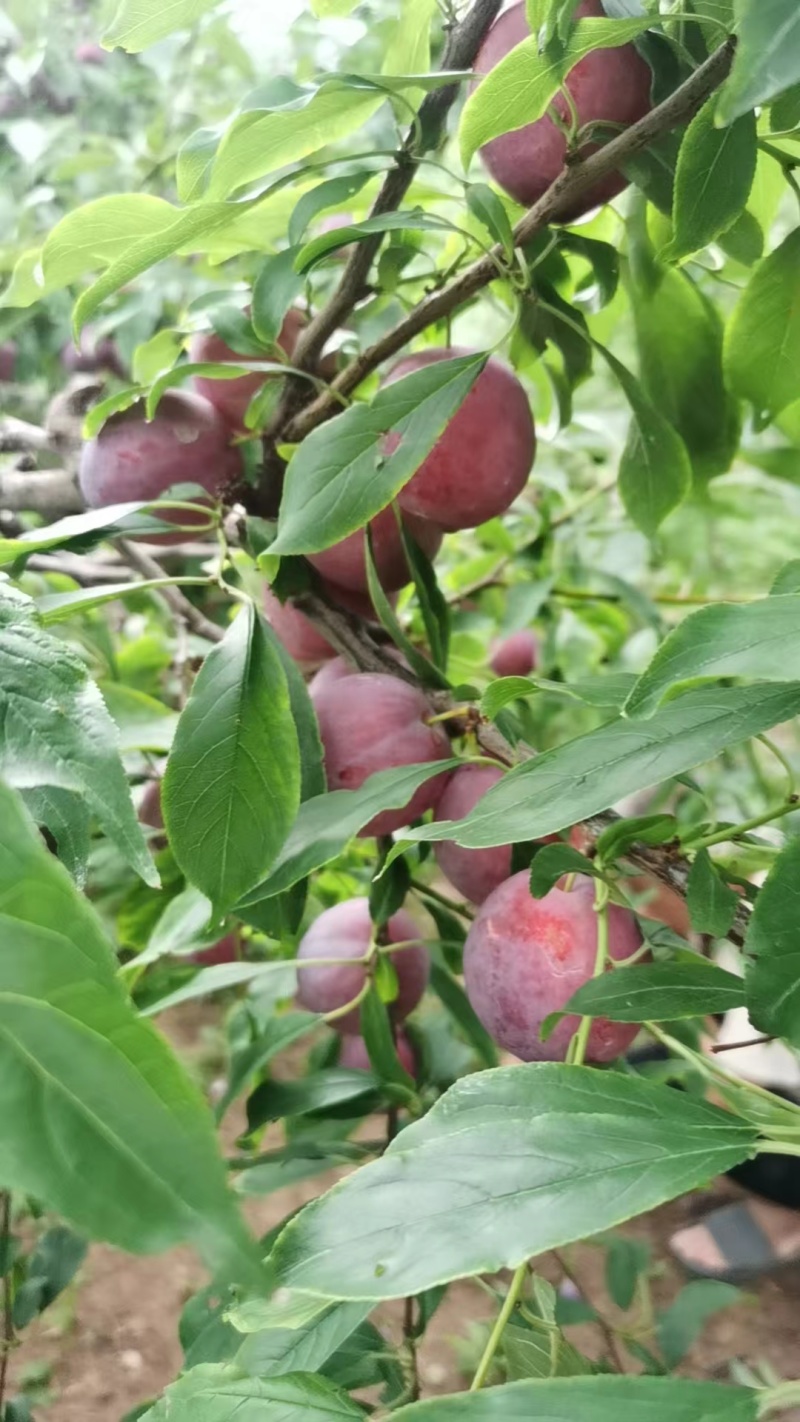 山东红宝石李子沂蒙山李子大量现货，大量上市，大量接单