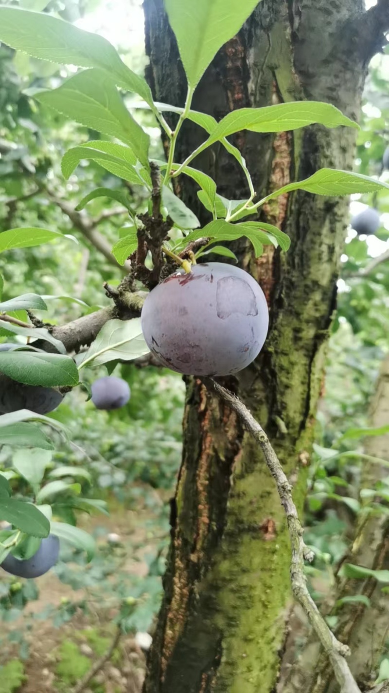 山东红宝石李子沂蒙山李子大量现货，大量上市，大量接单
