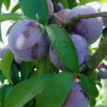 达州八月脆红李，又脆又甜，高山货，个头大，颜色好，口感好